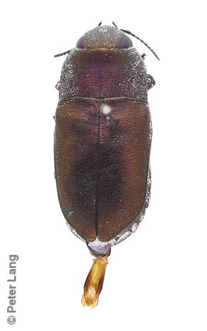 Anilara cf. anthaxoides, PL1891A, male, SL, 4.4 × 2.0 mm
